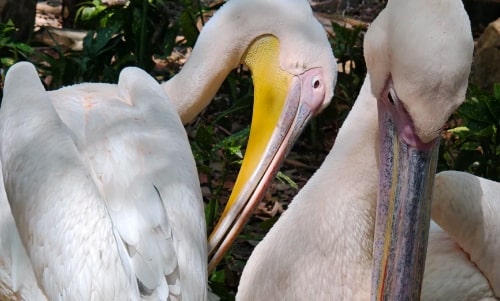Great White Pelican Great White Pelican